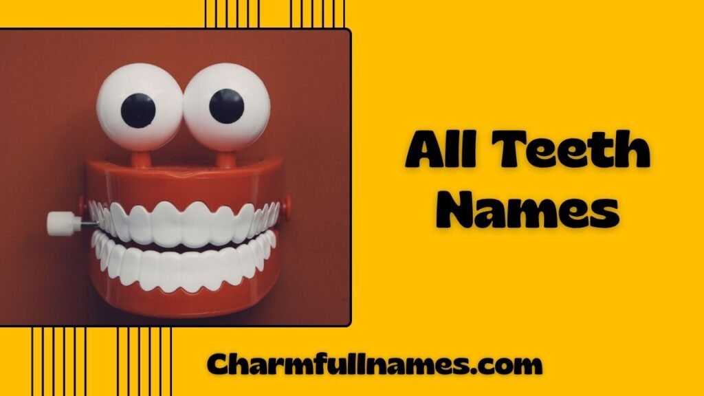 All Teeth Names