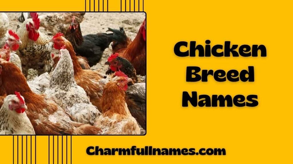 Chicken Breed Names