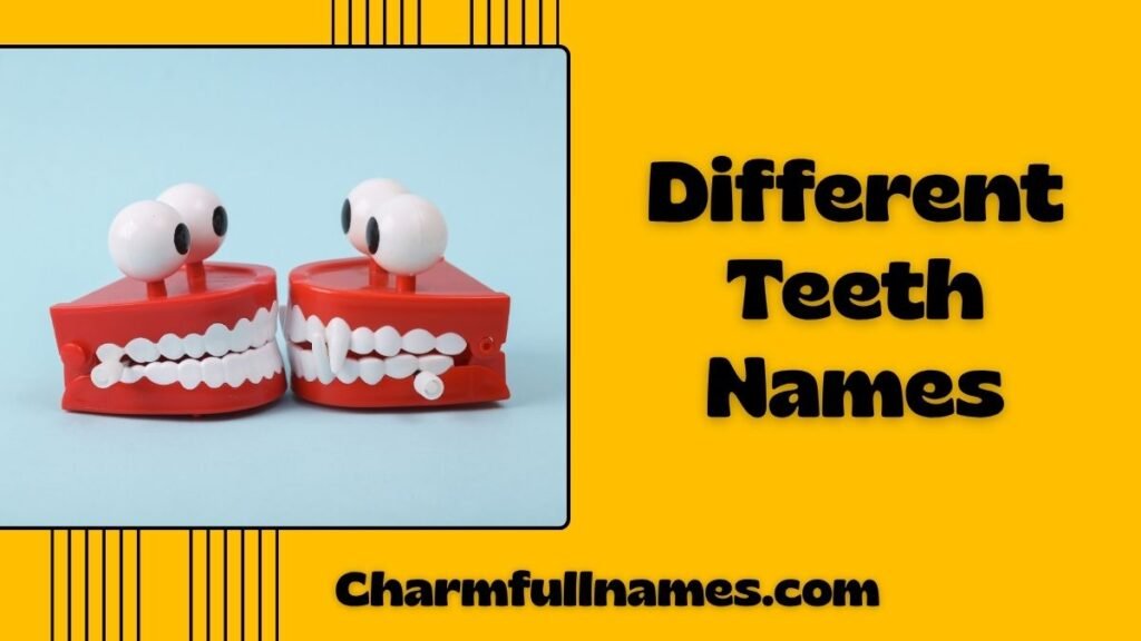 Different Teeth Names