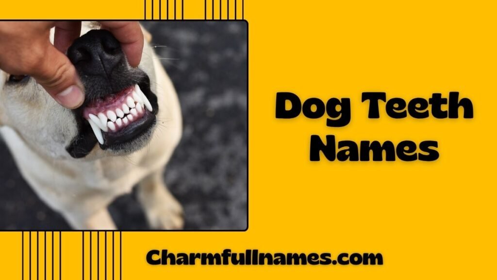 Dog Teeth Names