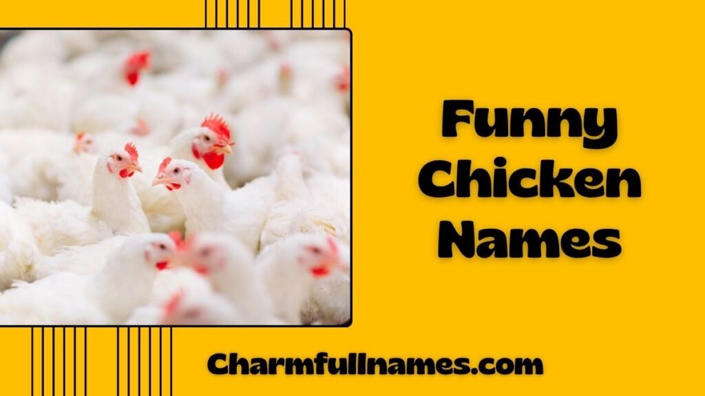 Funny Chicken Names