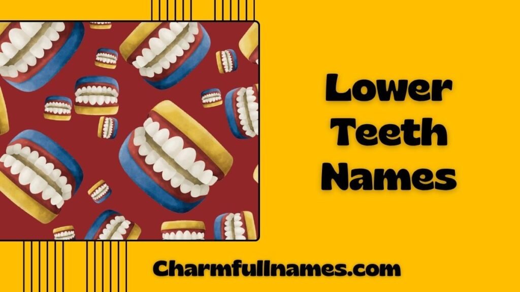 Lower Teeth Names