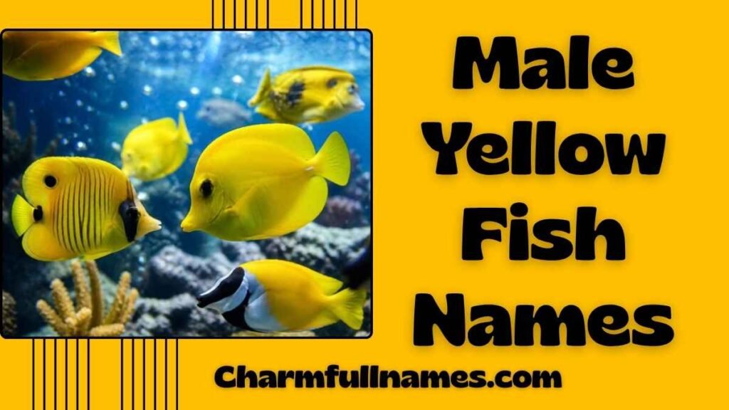 Male Yellow Fish Names