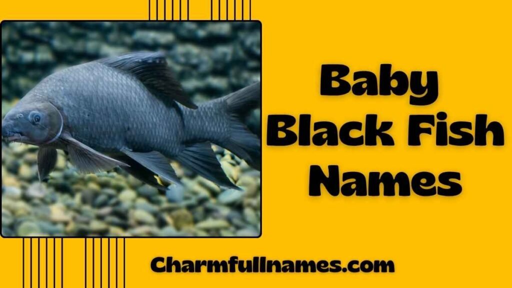 Baby Black Fish Names