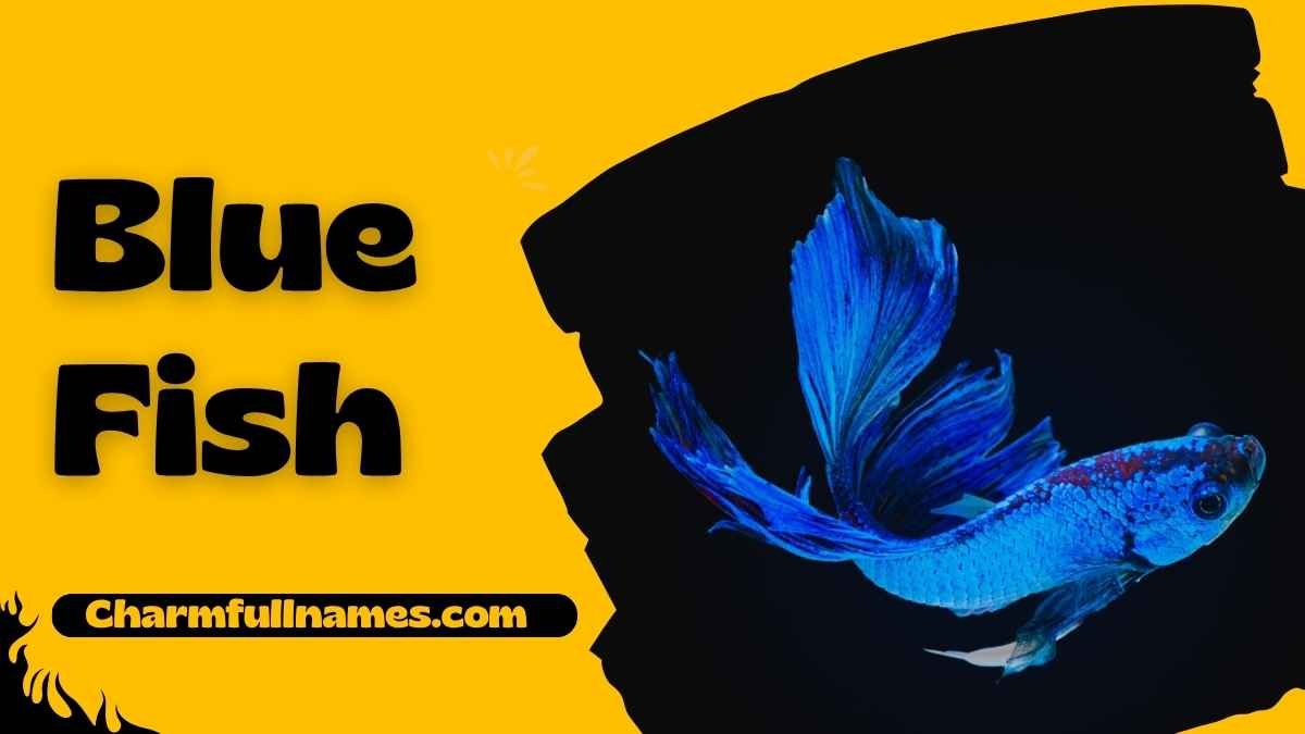 Blue Fish