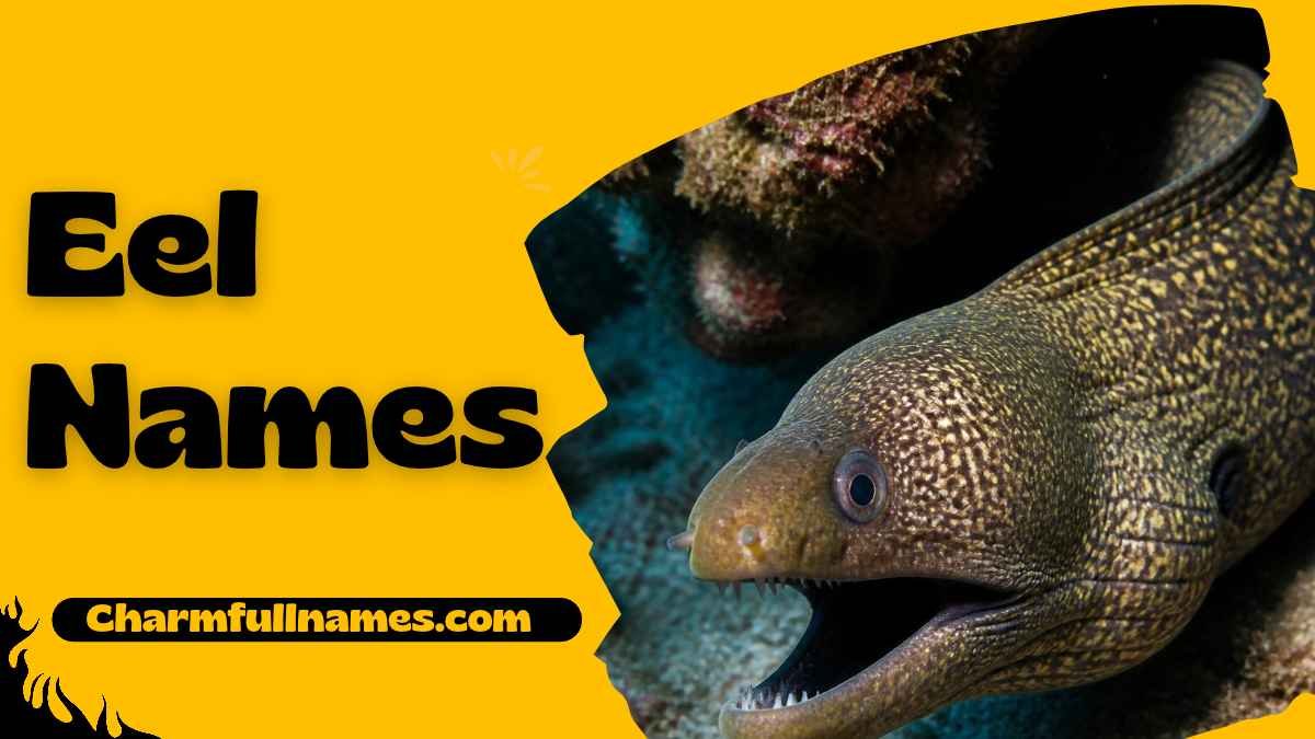 Eel Names